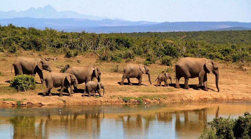 Best African Safaris For Honeymoon Best African Safaris For Honeymoon