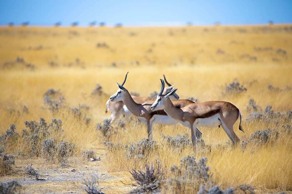 Best African Safaris For Honeymoon Best African Safaris For Honeymoon