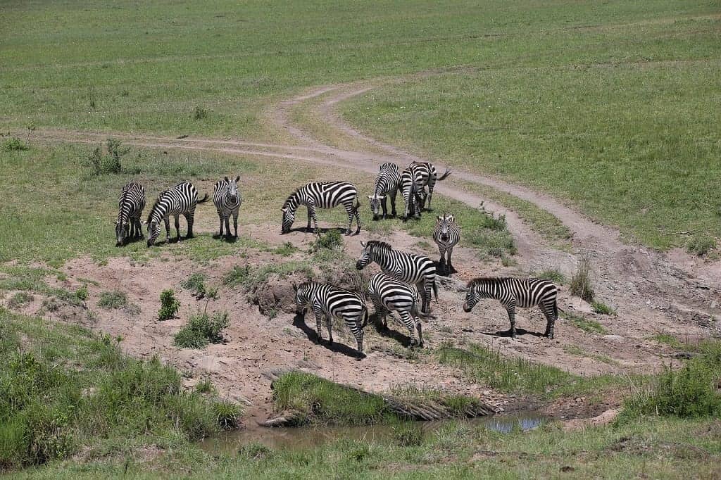 Which Is Better Serengeti Or Maasai Mara?