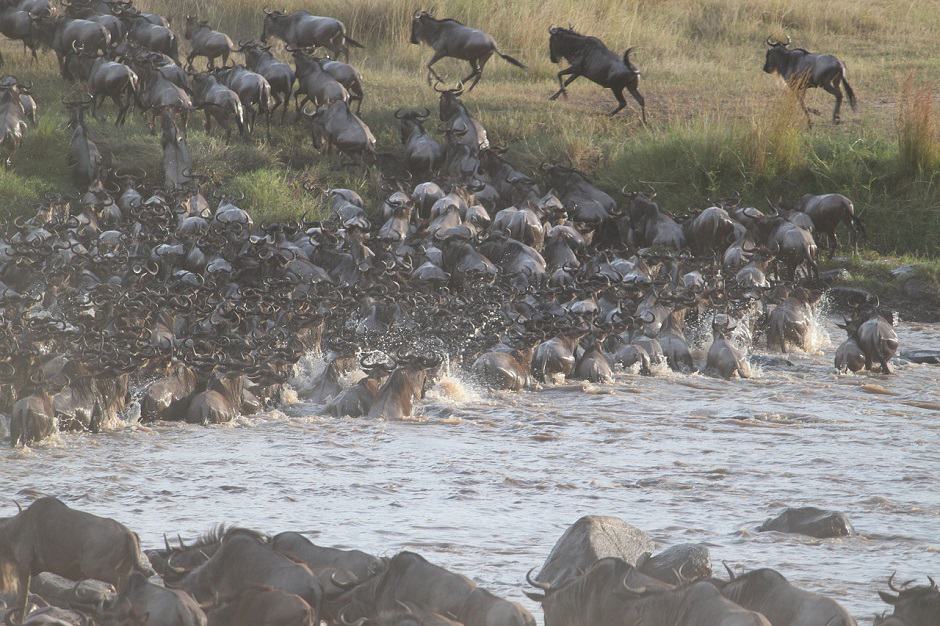 Wildebeest Crossing The River