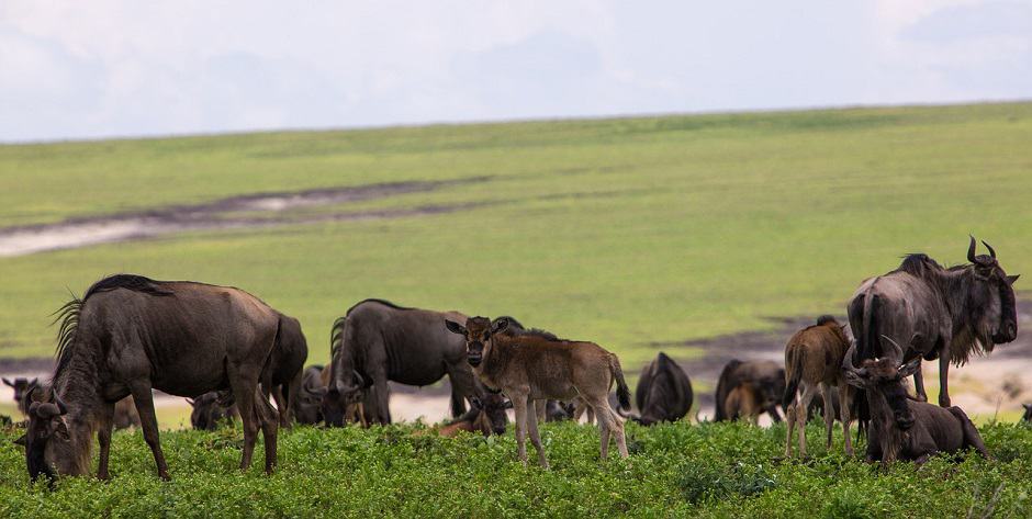 Wildebeest Migration